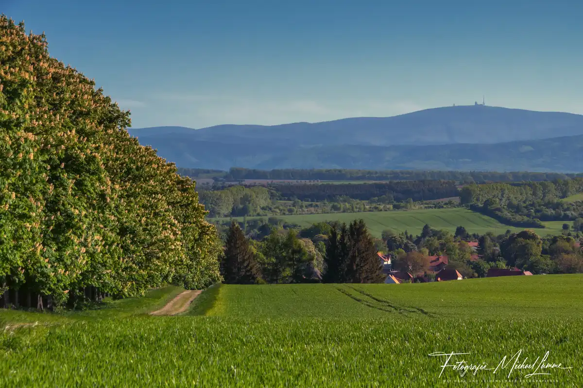 Fallsteinklause Osterwieck - Ausflüge und Highlights - Kastaniensallee mit Blick zum Brocken Osterweick