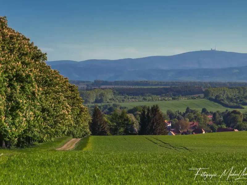 Fallsteinklause Osterwieck - Ausflüge und Highlights - Kastaniensallee mit Blick zum Brocken Osterweick
